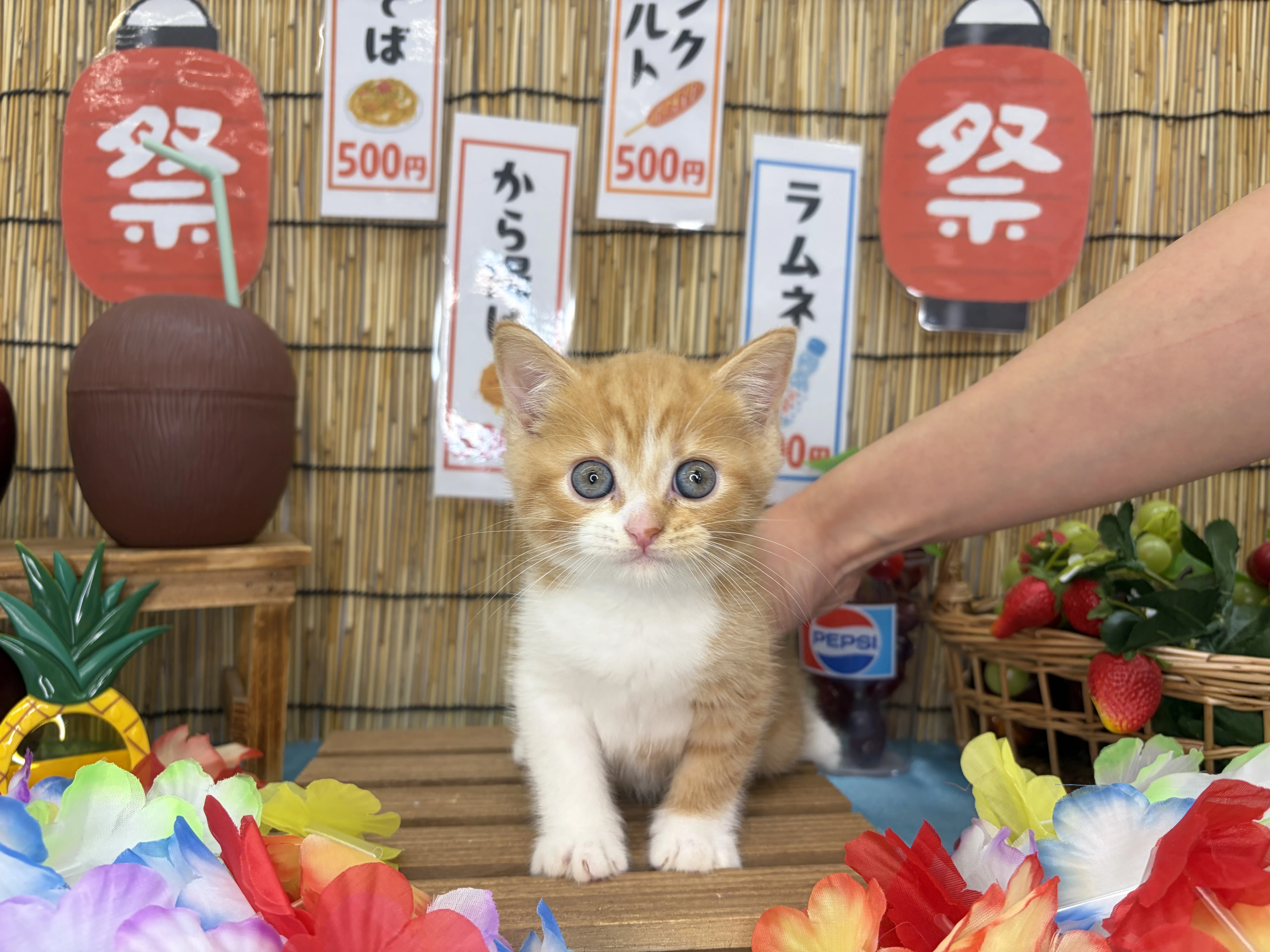 №80711-3N　マンチカン♂