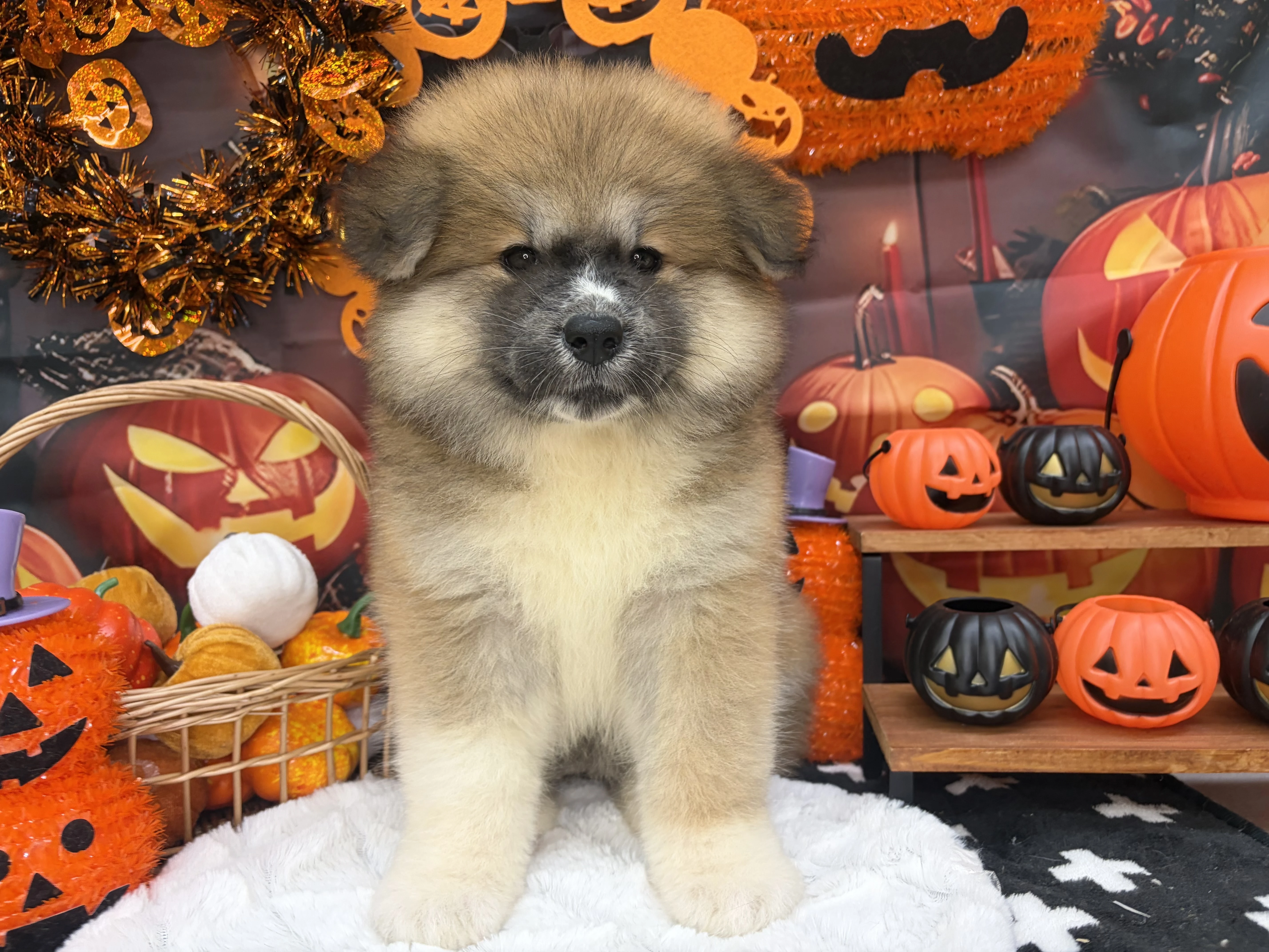 №1001　秋田犬♀
