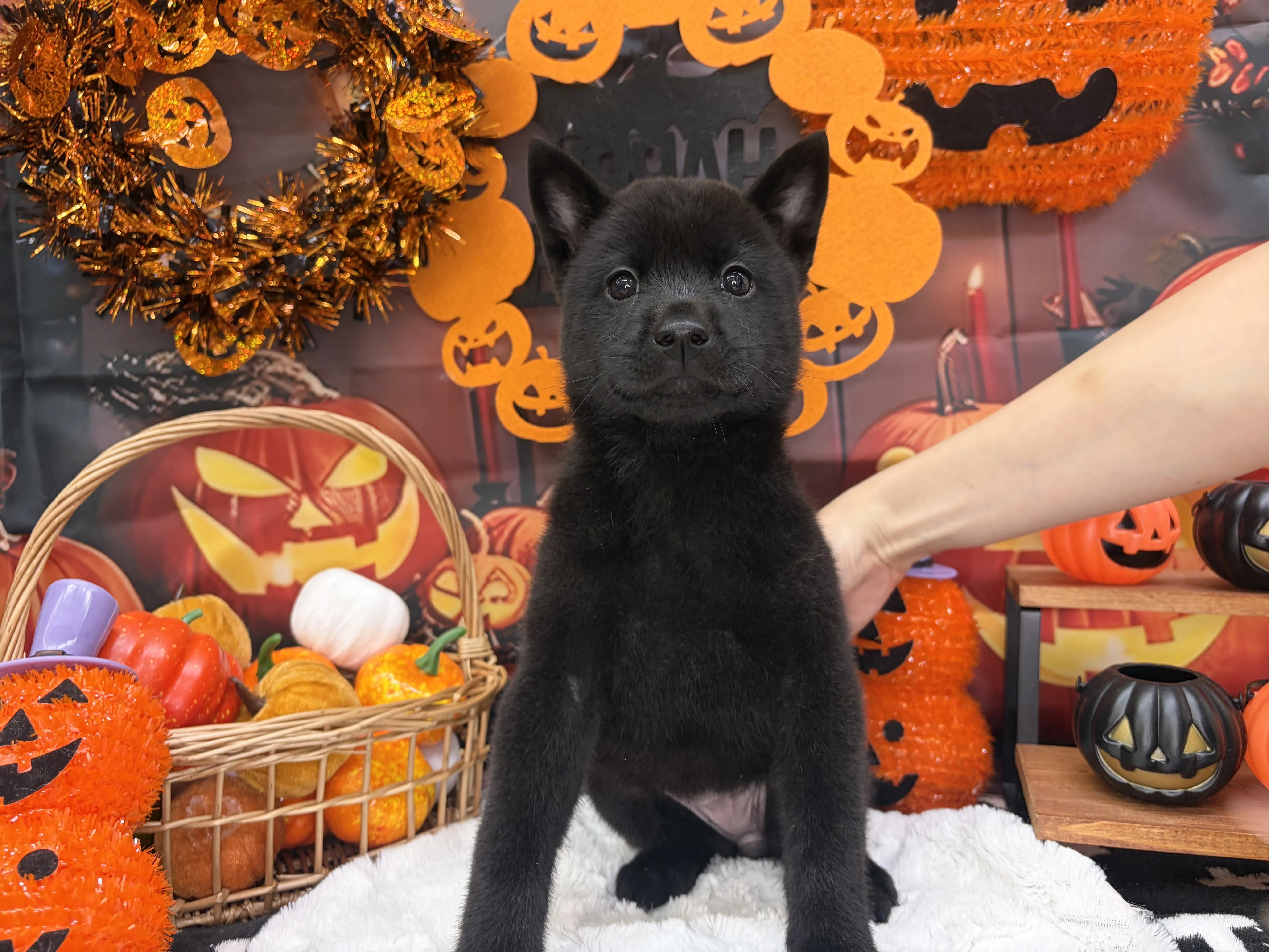№1002　甲斐犬♀